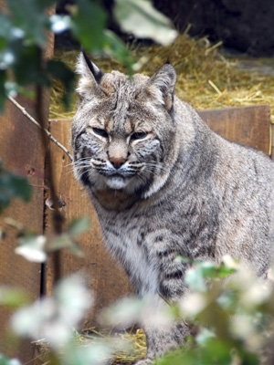 Bobcat Bobcat